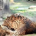 Picture of Leopards Love Bite: A Wild Romance