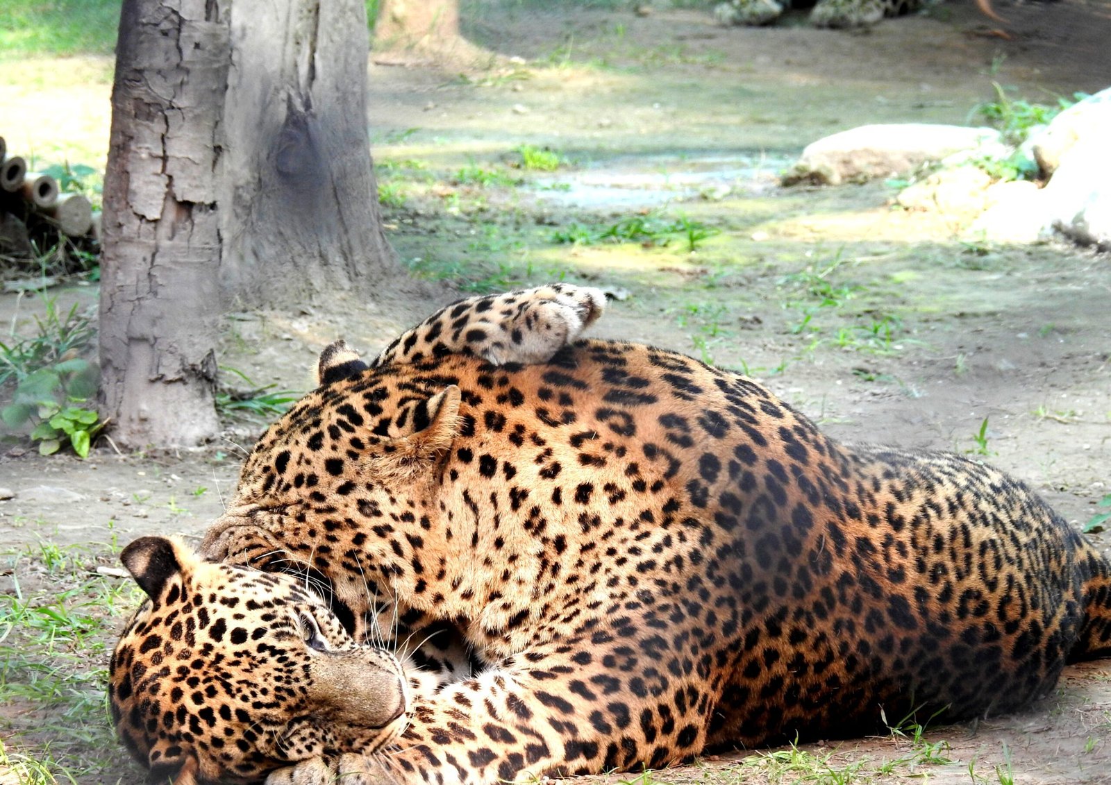 Picture of Leopards Love Bite: A Wild Romance