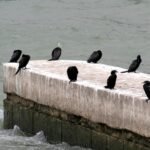 A picture of Birds Meeting Point: “The Splash and Chat Spot"