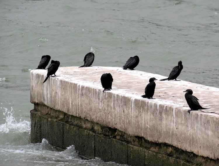 A picture of Birds Meeting Point: “The Splash and Chat Spot"