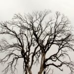 A Bare Tree, picture of a tree without leaves