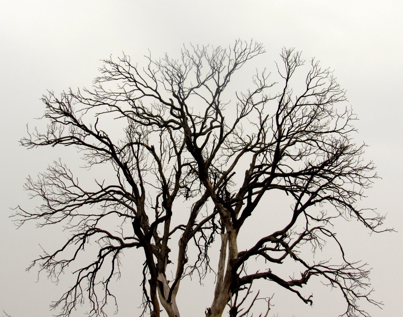 A Bare Tree, picture of a tree without leaves