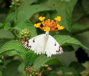 Beautiful White Butterfly and Nature's Colors