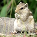 A picture of adorable squirrel eating grass