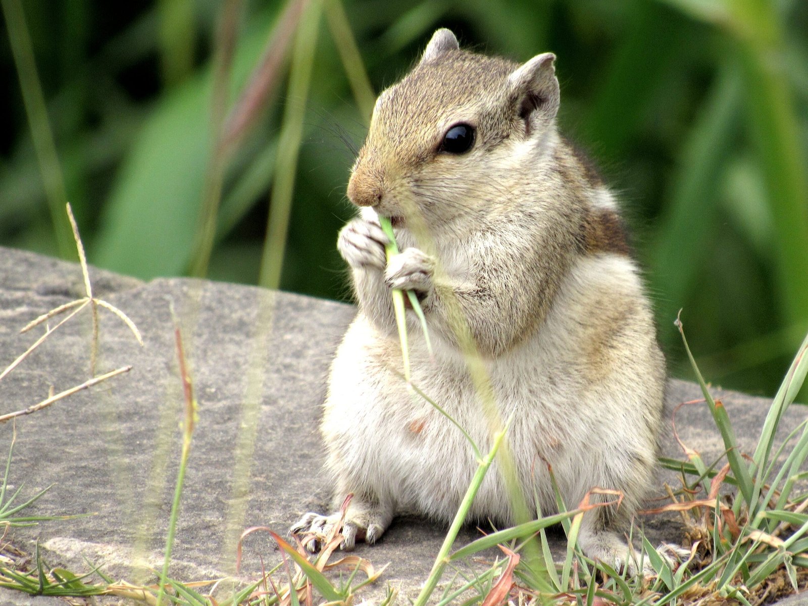 A picture of adorable squirrel eating grass