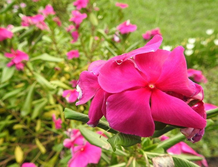 Pretty in Pink: The Beautiful Pink Flowers