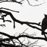 Lonely Bird, Bare Branches: Awaiting Spring's Warmth