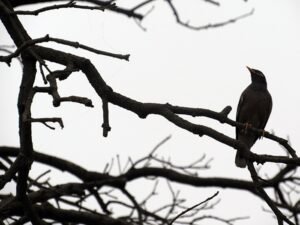 Lonely Bird, Bare Branches: Awaiting Spring's Warmth