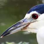 The Rare Red Eye Bird: Beauty & Insight