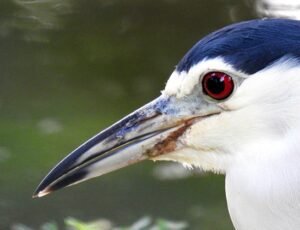 The Rare Red Eye Bird: Beauty & Insight