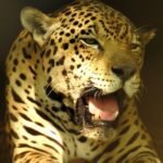 The Yawning Leopard: In the Shadow of Captivity