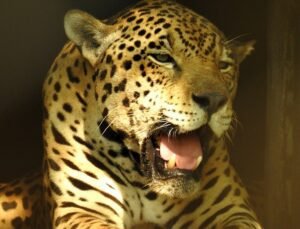 The Yawning Leopard: In the Shadow of Captivity